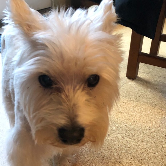 Meet your Posher, Stephanie - Picture 1 of 1